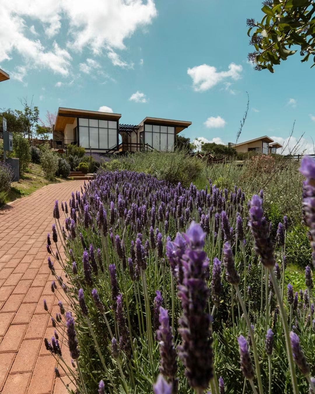 Camino de ladrillo rojo bordeado por lavanda en flor que lleva hacia las cabañas de Contemplación