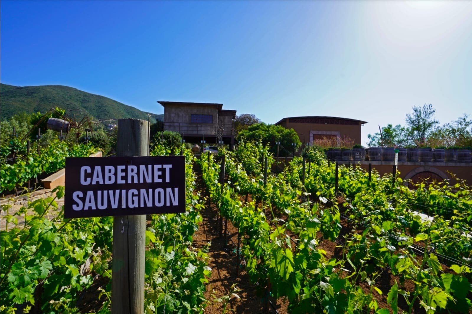 Viñedo de Cabernet Sauvignon en el Valle de Guadalupe