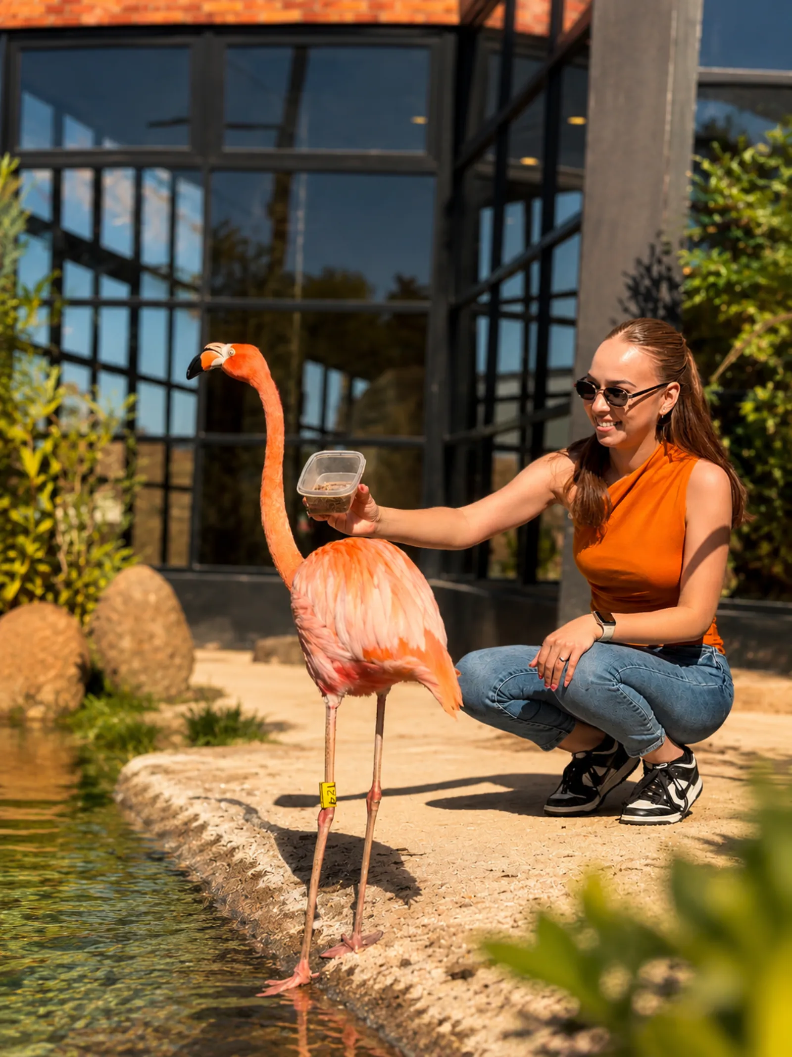 Alimentación de flamingos