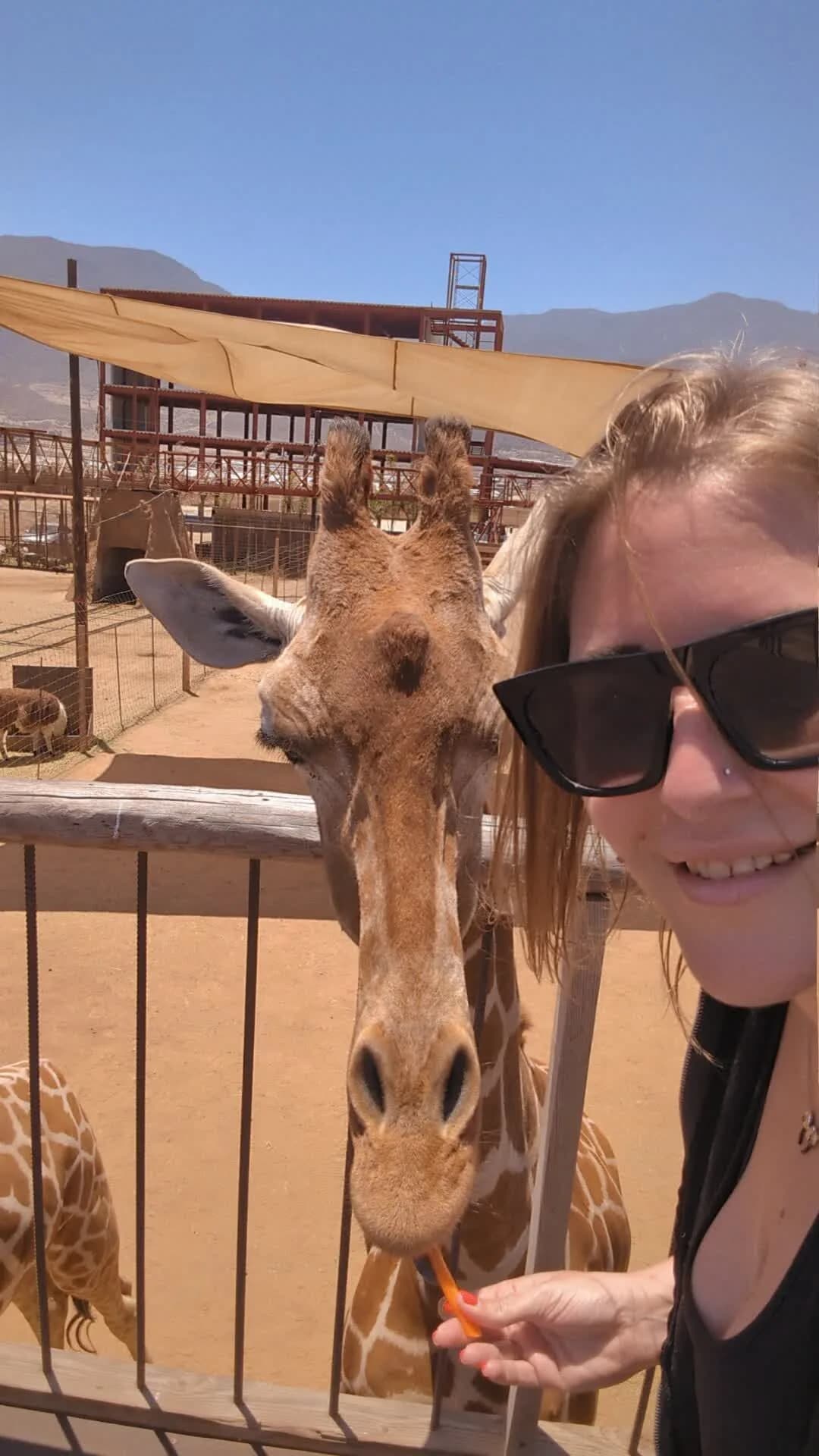 Alimentación de jirafa en el safari