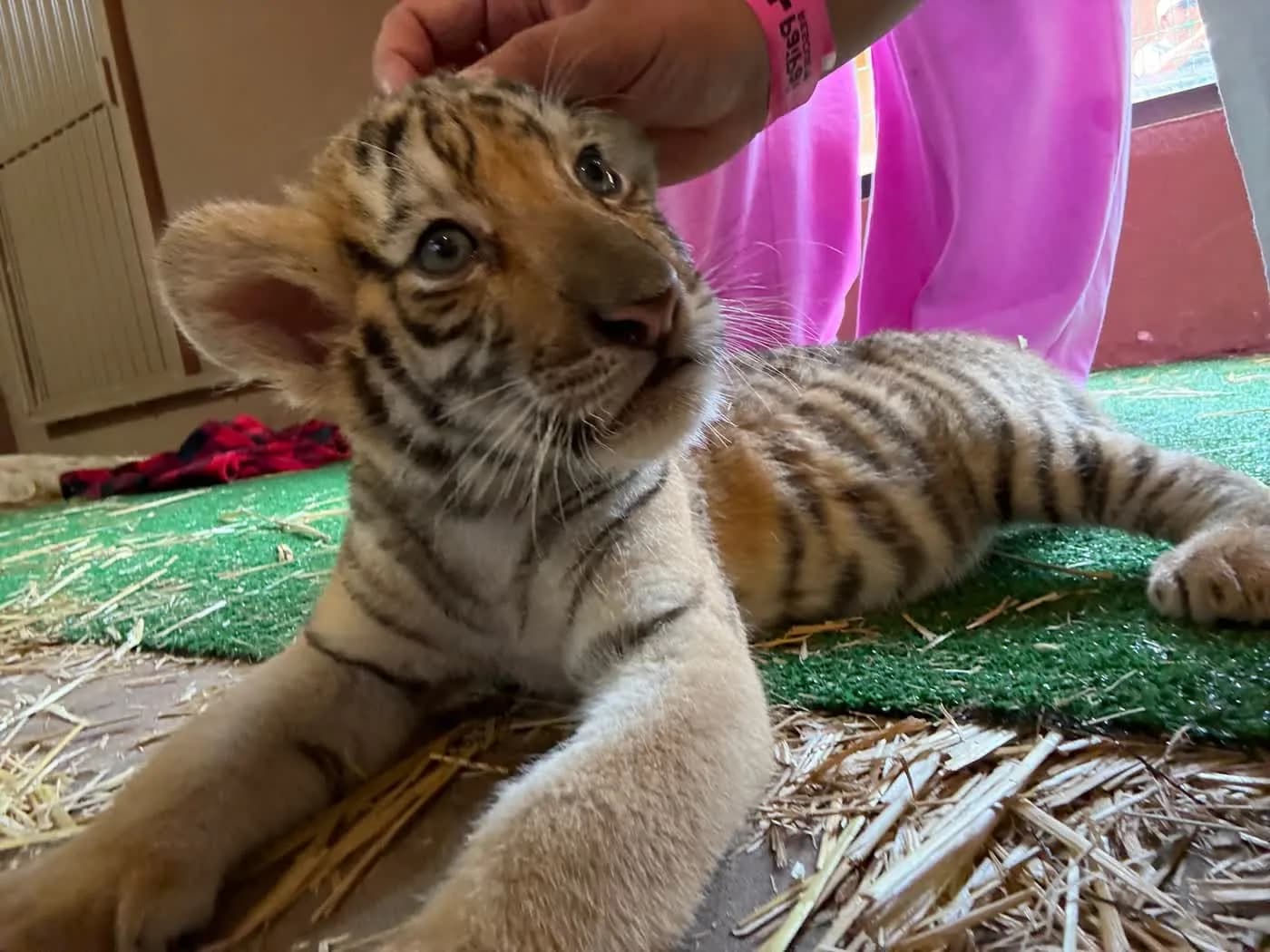 Tigre en Tigerland